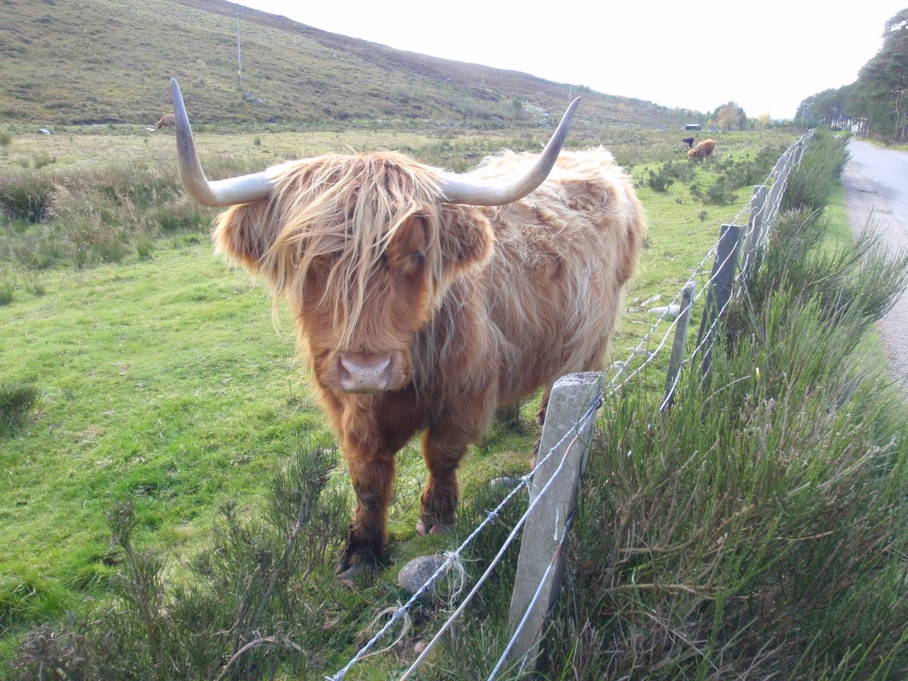 Highland cow